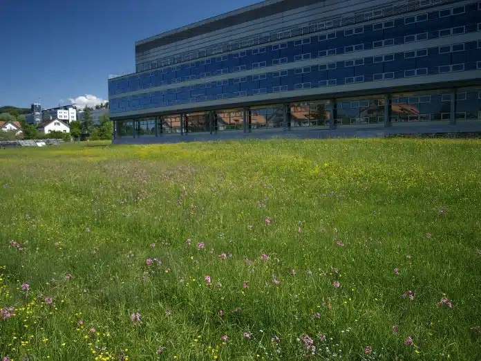 Bunte Wiesen (hier bei Empa, der eidgenössischen Materialprüfungs- und Forschungsanstalt) bieten Insekten Schutz und Nahrung. Bild: Sven Schulz