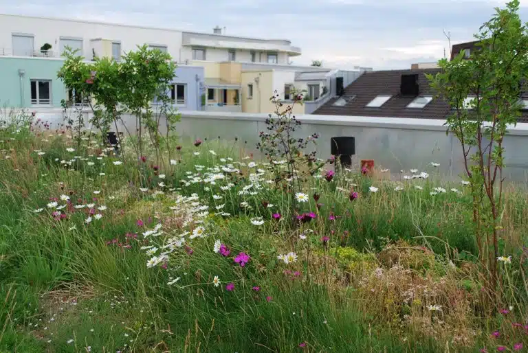 BuGG-Fachinformation zum Biodiversitätsgründach