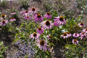 Weleda Cradle Campus